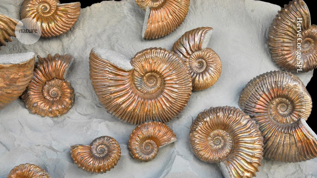 Vast new fossil record challenges story of Earth’s ‘big five’ mass extinctions