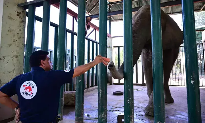 Sri Lankan doctor joins efforts to save elephant Madhubala in Karachi