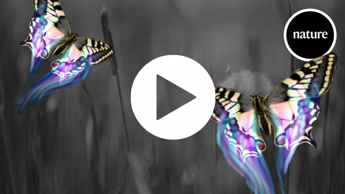 This is why butterflies are so hard to catch