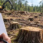 Mississippi couple wins $41,920 after loggers cut 1,299 trees on their land