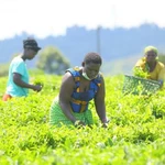 A decade of tea sector reforms that left farmers with bitter taste