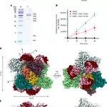 Cryo-EM structure of a methanogen nitrogenase–PII protein supercomplex