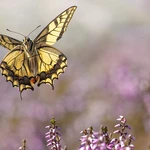 Butterfly wing patterns make motion hard to read