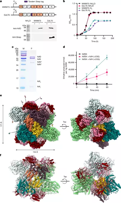 Cryo-EM structure of a methanogen nitrogenase–PII protein supercomplex