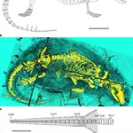 A Jurassic mammaliaform swimmer and transformation of the mammalian pharynx