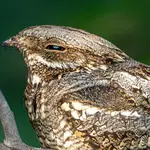 This bird flies thousands of miles, but its wings have a catch