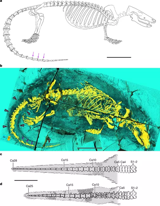 A Jurassic mammaliaform swimmer and transformation of the mammalian pharynx