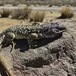 Peru, already home to over 290 lizard species, finds a new one