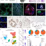 Human lung organoid modelling of tissue-resident antiviral T cell responses