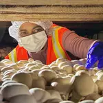 Scientists discover why a 100-year-old mushroom disease won't go away