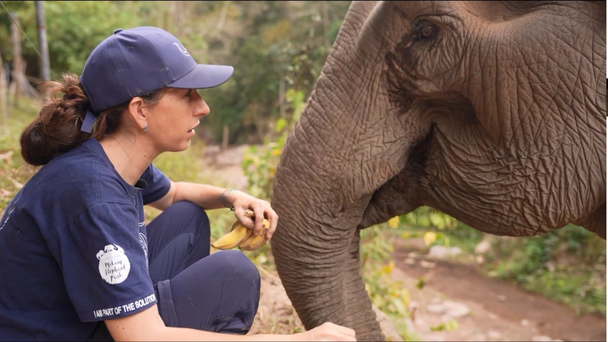 Frenchwoman buys elephants from abusive owners in Laos
