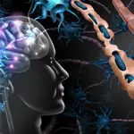 Brain cells meant to protect us may be fueling cognitive decline