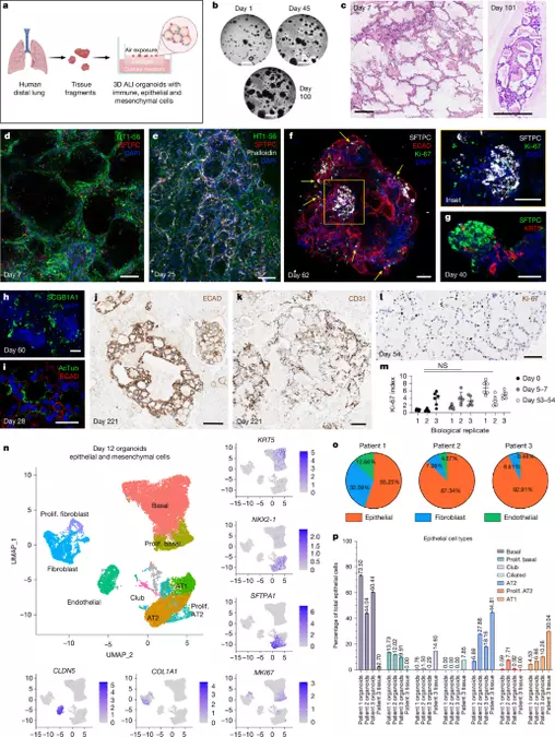 Human lung organoid modelling of tissue-resident antiviral T cell responses