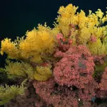 This “golden tree” coral was too strange for any known family