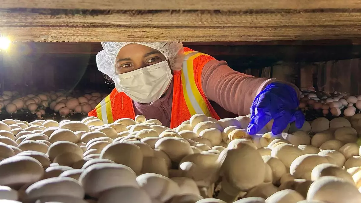 Scientists discover why a 100-year-old mushroom disease won't go away
