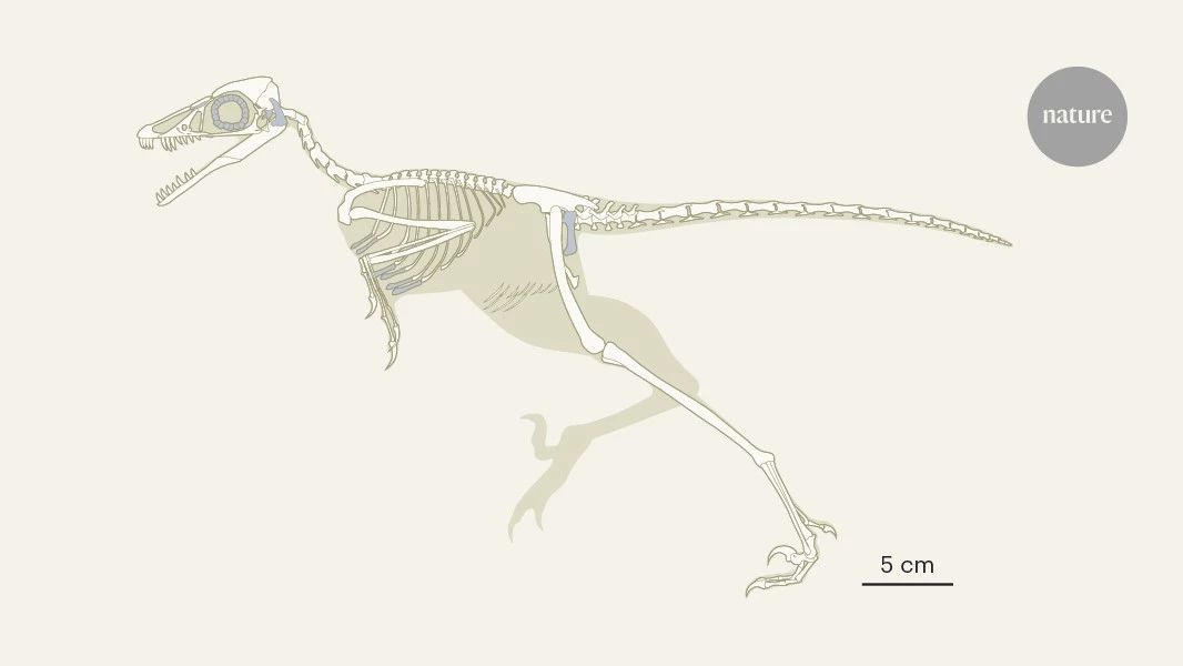 Some Jurassic period birds were flightless