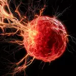 A protein that fuels cancer could also be the key to fighting it