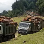 Uproar in Nyandarua over logging in Aberdare Forest