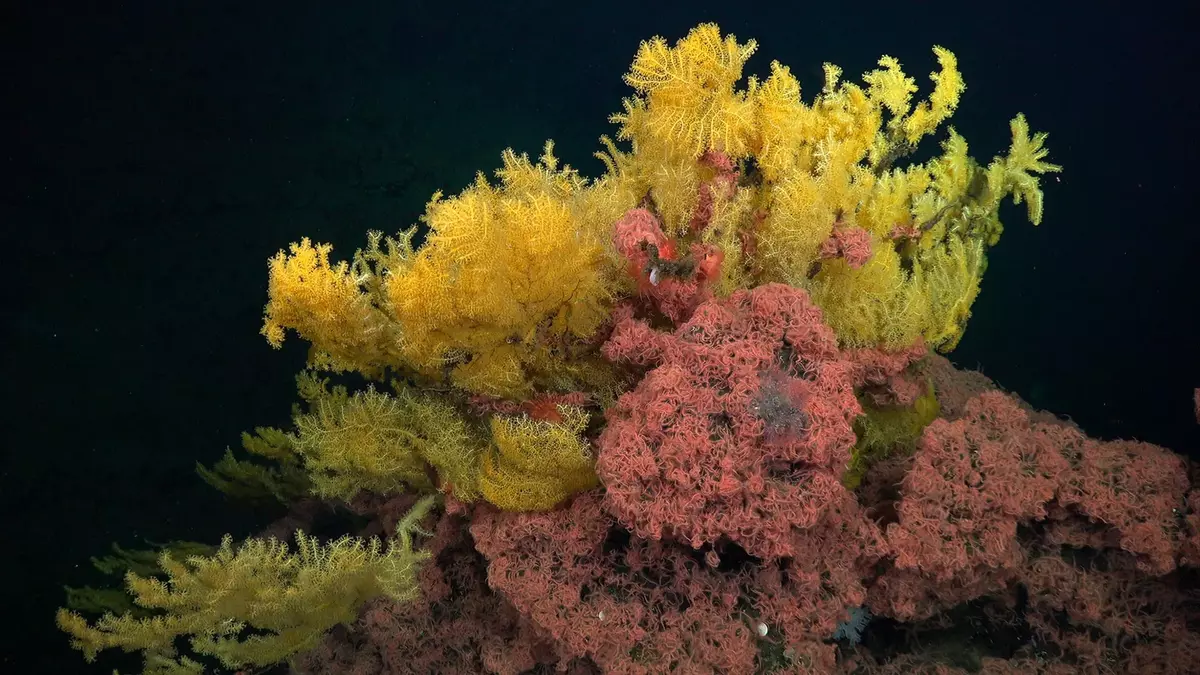 This “golden tree” coral was too strange for any known family