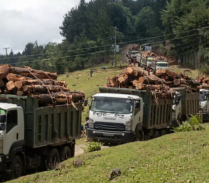 Uproar in Nyandarua over logging in Aberdare Forest