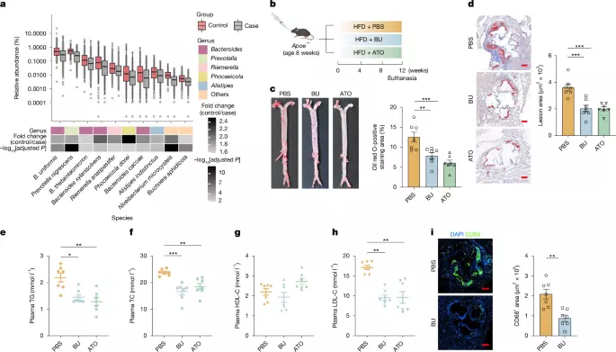 A gut microbial odd-chain fatty acid alleviates atherosclerosis in mice