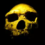 Scientists found Homo erectus 200,000 years earlier than expected