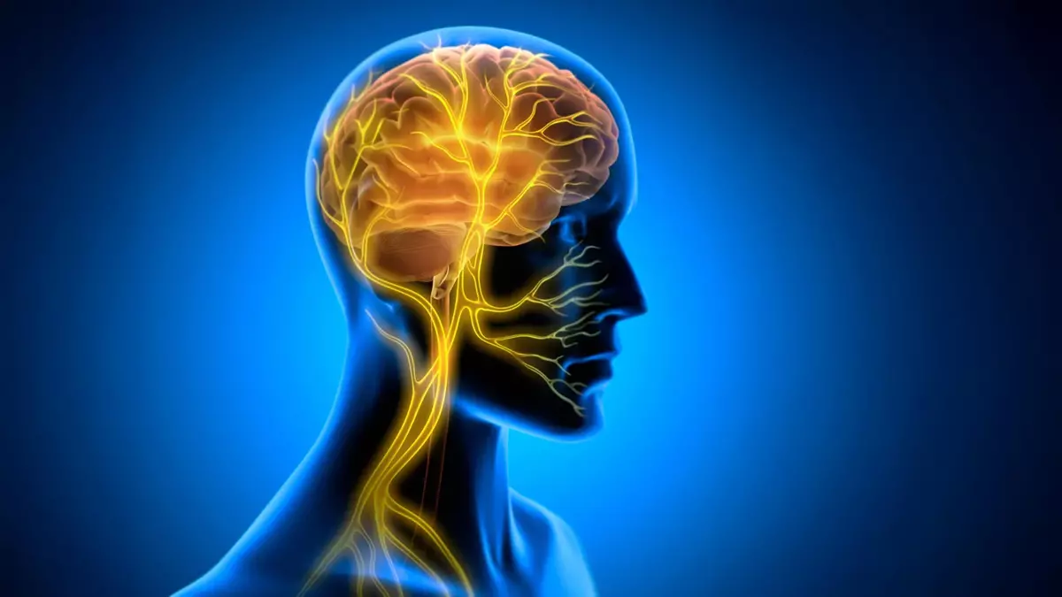 Vagus Nerve Stimulation Could Help New Skills Stick