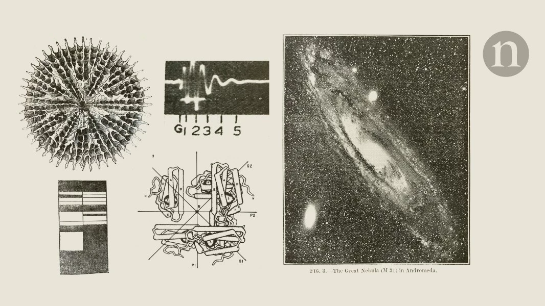 A mysterious jelly seems to be left behind by toads