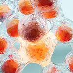 New injection makes fat cells self-destruct
