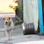 Nearly 1 in 3 unattended dogs captured in Hong Kong euthanised this year
