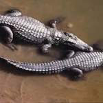 Man charged in Singapore over fake AI crocodile image