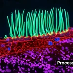 Award-winning microscopy image disqualified over AI use