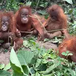 Discovery of baby orangutans in India exposes booming illegal pet trade