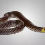 These tiny snakes roll four times faster than they slither