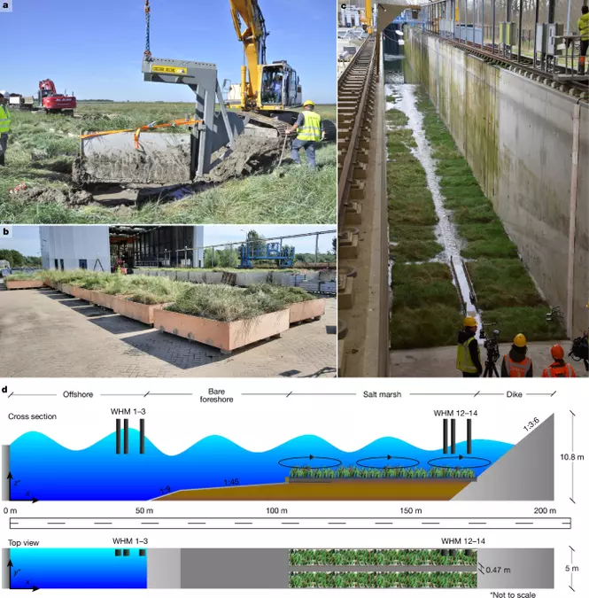 The contribution of salt marshes to wave attenuation during extreme storms