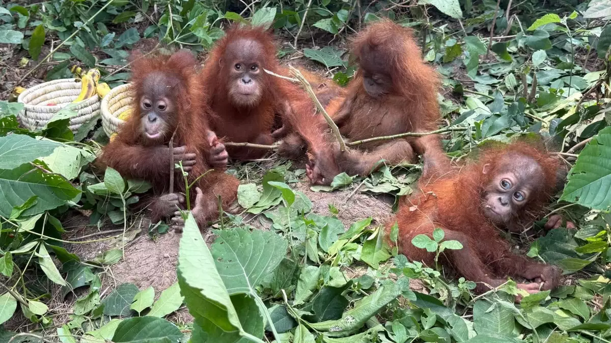 Discovery of baby orangutans in India exposes booming illegal pet trade