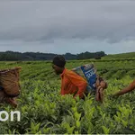 UNDP ECoWYERT Program 2025–2030: Empowering Women, Youth, Entrepreneurs, and Traders for Regional Trade Growth Across Africa