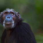 Chimp and gorilla brains resist weight loss with age — unlike human brains