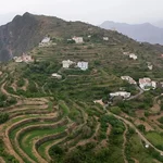 Asir’s mountain terraces emerge as Saudi coffee production hub