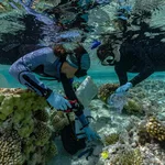 Rewilding could help vulnerable islands keep pace with rising seas