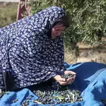 Palestinians fear violent olive harvest ahead of Israeli elections