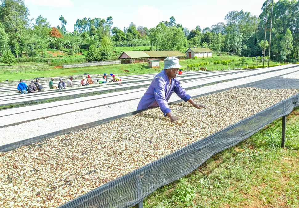 Coffee farmers earn Ksh 41.6B as NCE records stronger 2025/26 season