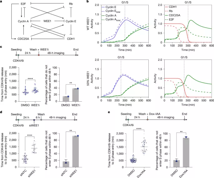 WEE1 opposes APC/CCDH1 activity to promote S phase entry