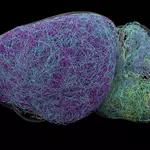 Scientists discover a hidden messaging system deep inside the brain