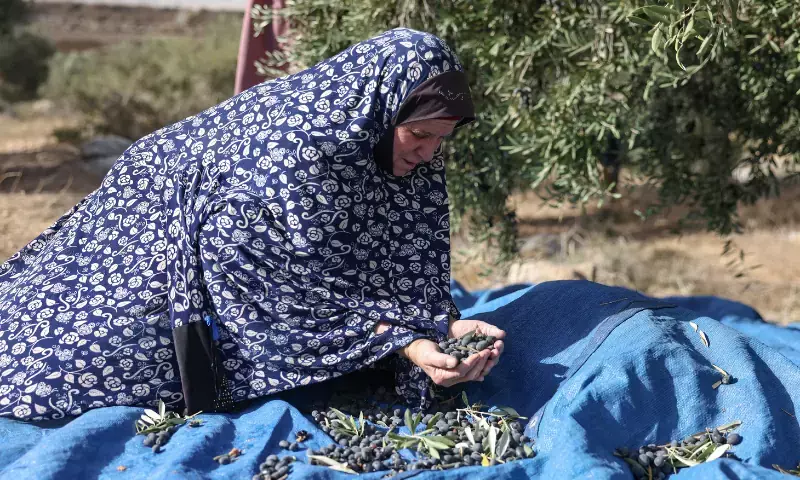 Palestinians fear violent olive harvest ahead of Israeli elections