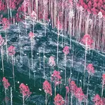 A forgotten 30-year forest experiment just delivered a huge surprise