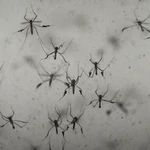 Florida's dengue outbreak reportedly largest US has seen in decades 