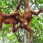 Orangutan mothers arrange play dates for their babies