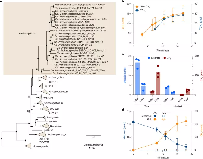 A single archaeon couples long-chain fatty acid oxidation to methanogenesis