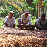 Saudi date exports near $534m as Kingdom retains global lead